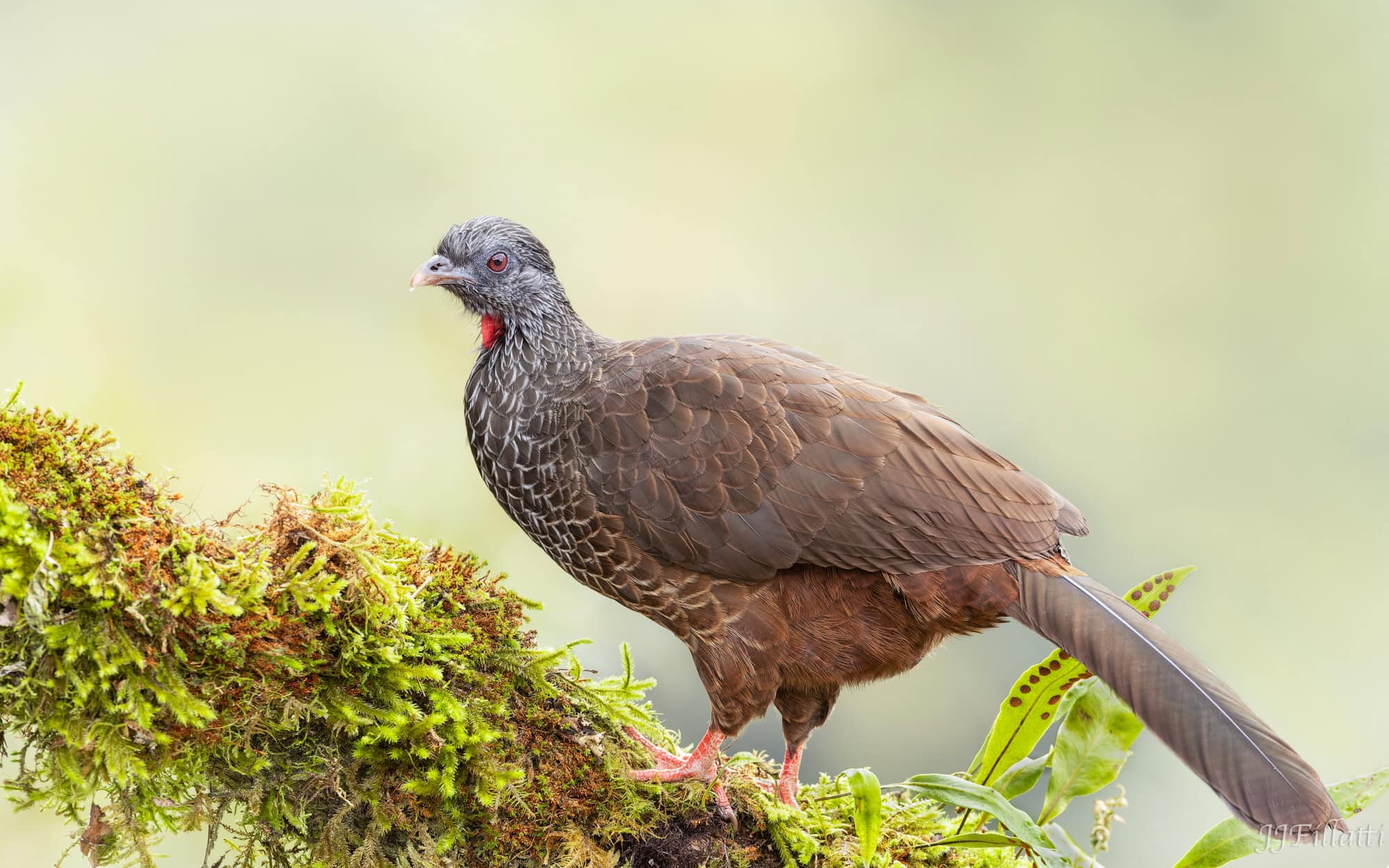 bird of colombia image 68